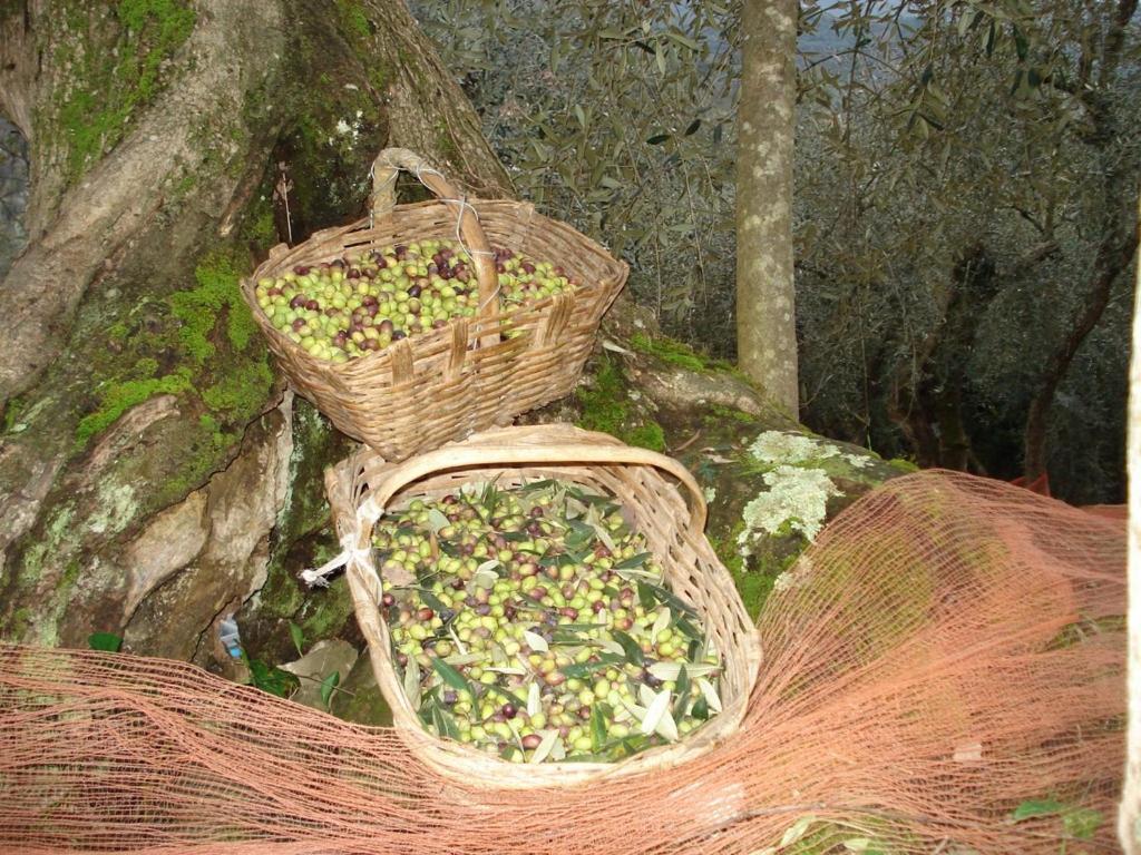 Agriturismo A Veggia Vigna Villa Garlenda Bagian luar foto