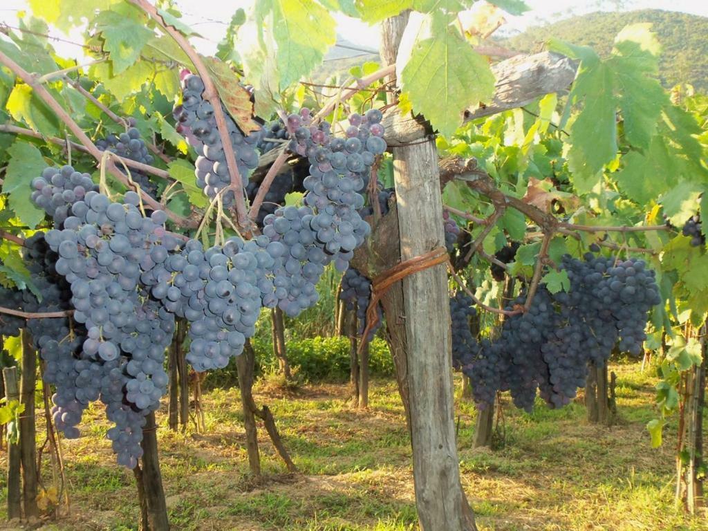 Agriturismo A Veggia Vigna Villa Garlenda Bagian luar foto
